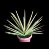1979. Sansevieria Koko White Variegated Jumbo Size