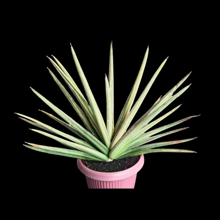 1979. Sansevieria Koko White Variegated Jumbo Size