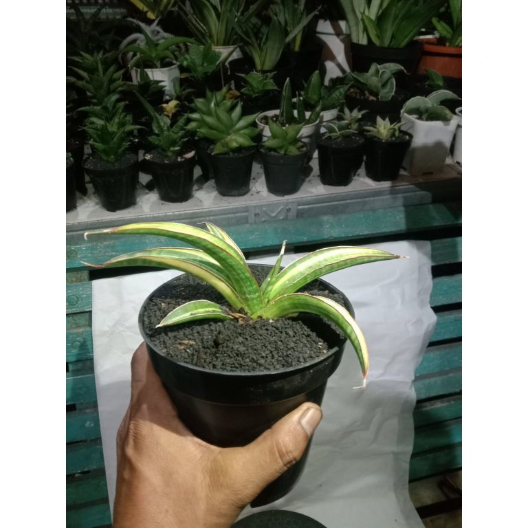 1859. Sansevieria Koko Yellow Variegated Rousette