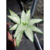 2207. Sansevieria Kumara
