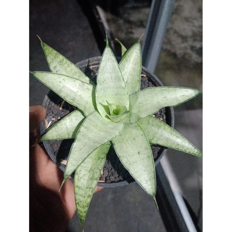 2207. Sansevieria Kumara