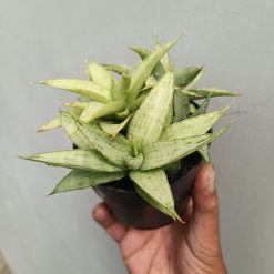 Alternative view of 2254. Sansevieria Kumara Cluster