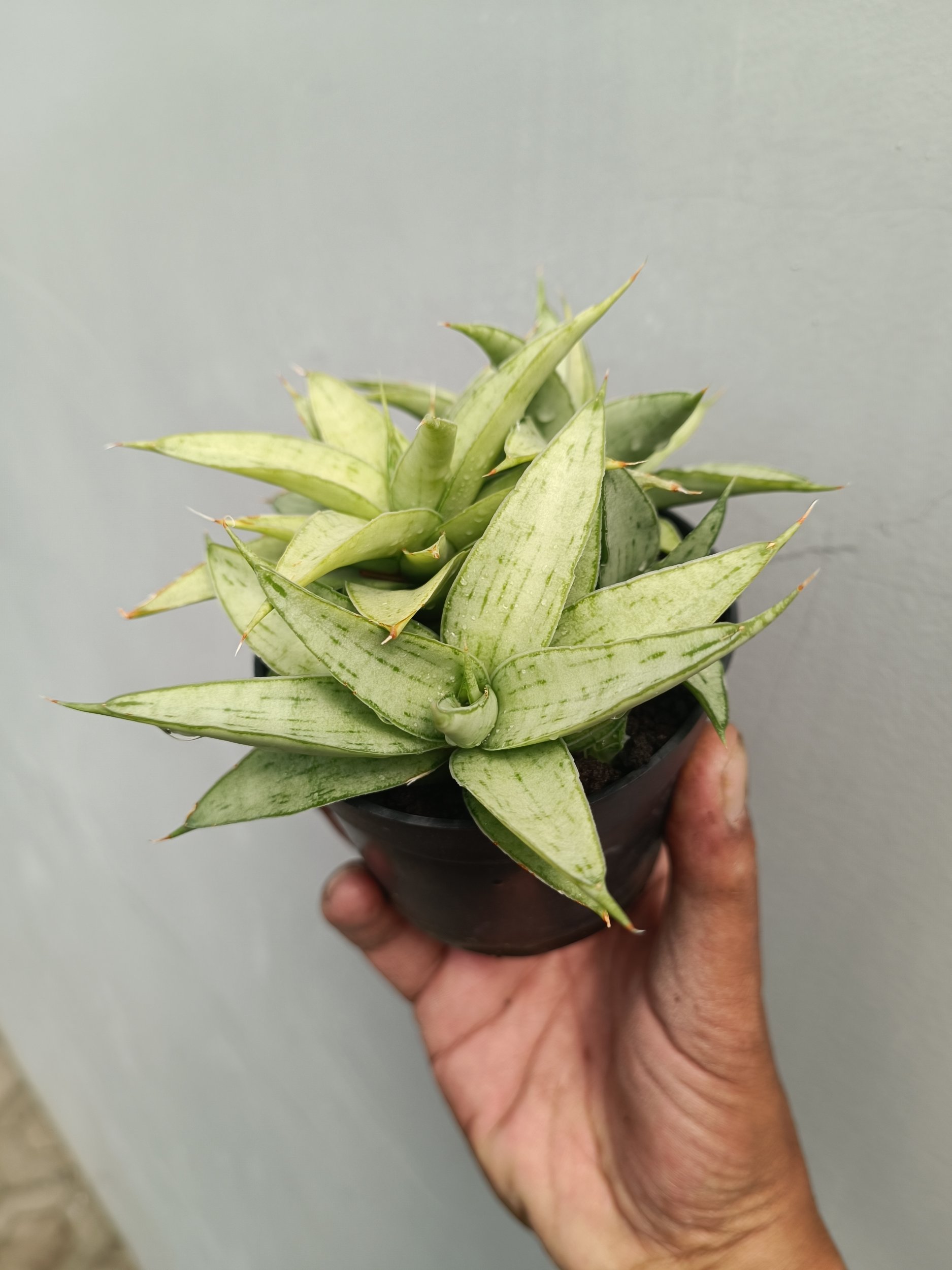 2254. Sansevieria Kumara Cluster - Image 2