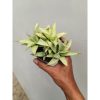 2254. Sansevieria Kumara Cluster