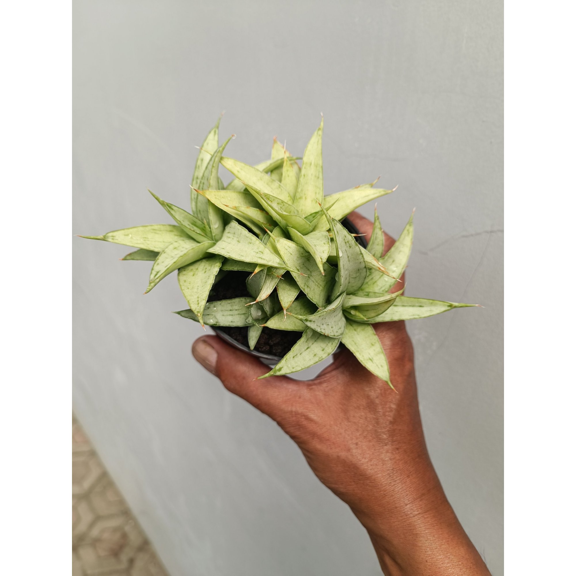 2254. Sansevieria Kumara Cluster