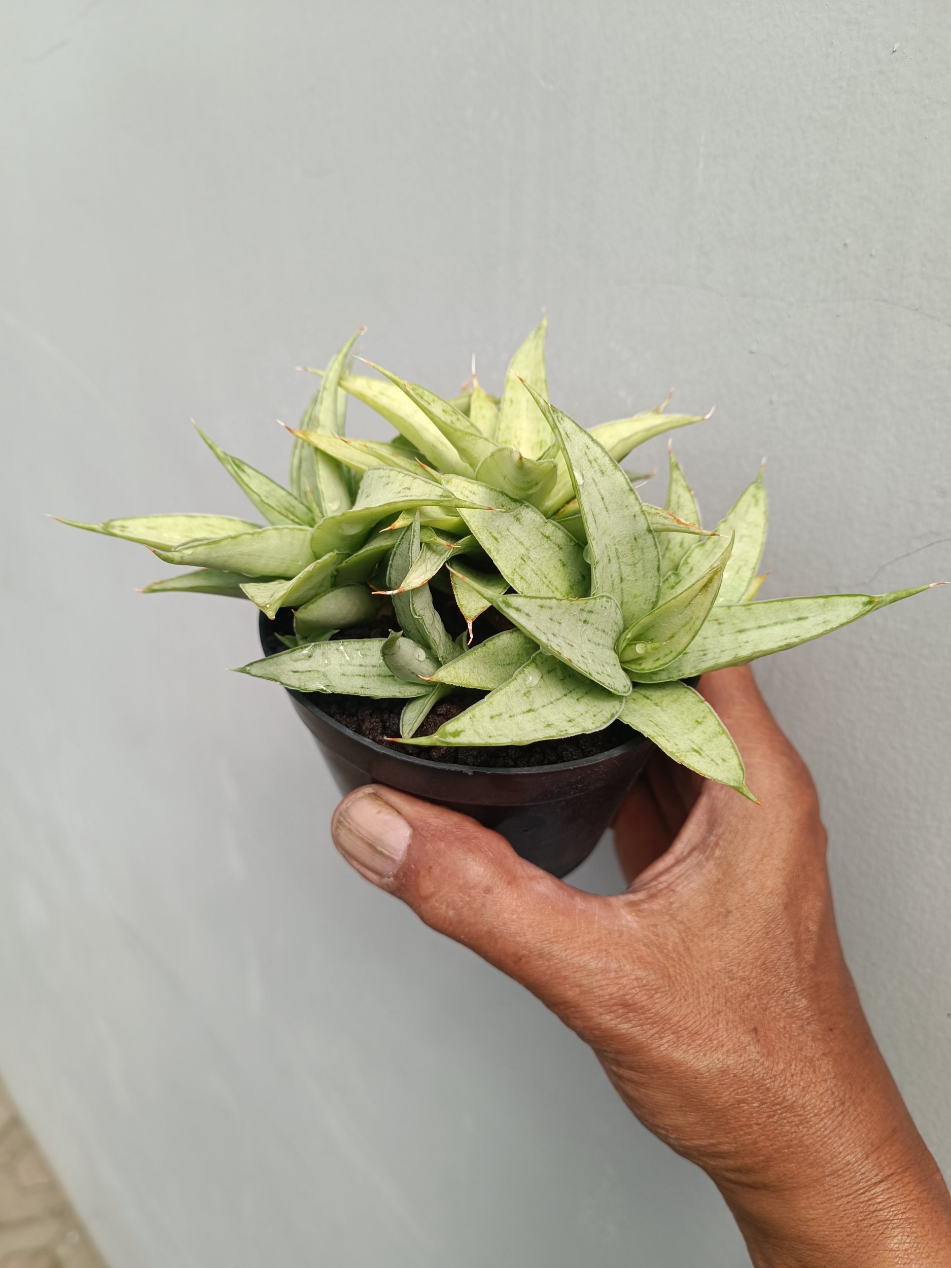2254. Sansevieria Kumara Cluster - Image 3