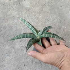 1908. Sansevieria Lady Gaga Size 15 Cm