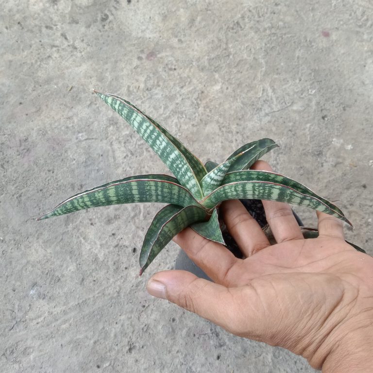 1908. Sansevieria Lady Gaga Size 15 Cm