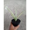 2234. Sansevieria Ladycarm Varigated