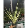 1861. Sansevieria Ladycarm Variegated Jumbo Size