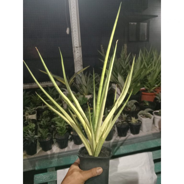 1861. Sansevieria Ladycarm Variegated Jumbo Size