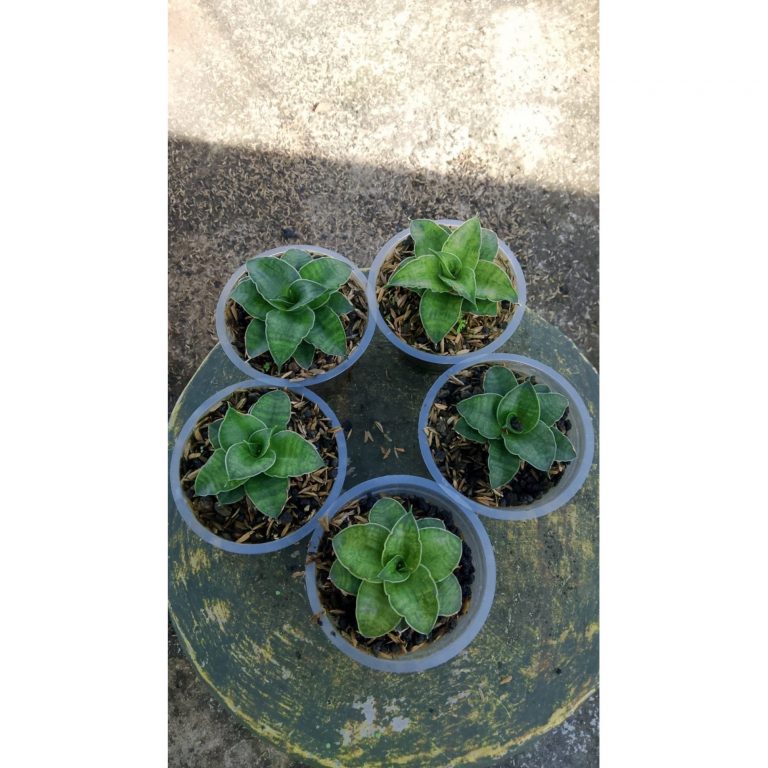 2150. Sansevieria Ladycarm X Ariella 5 Pcs