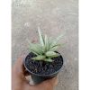 2253. Sansevieria Laila