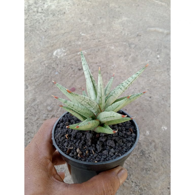 2253. Sansevieria Laila