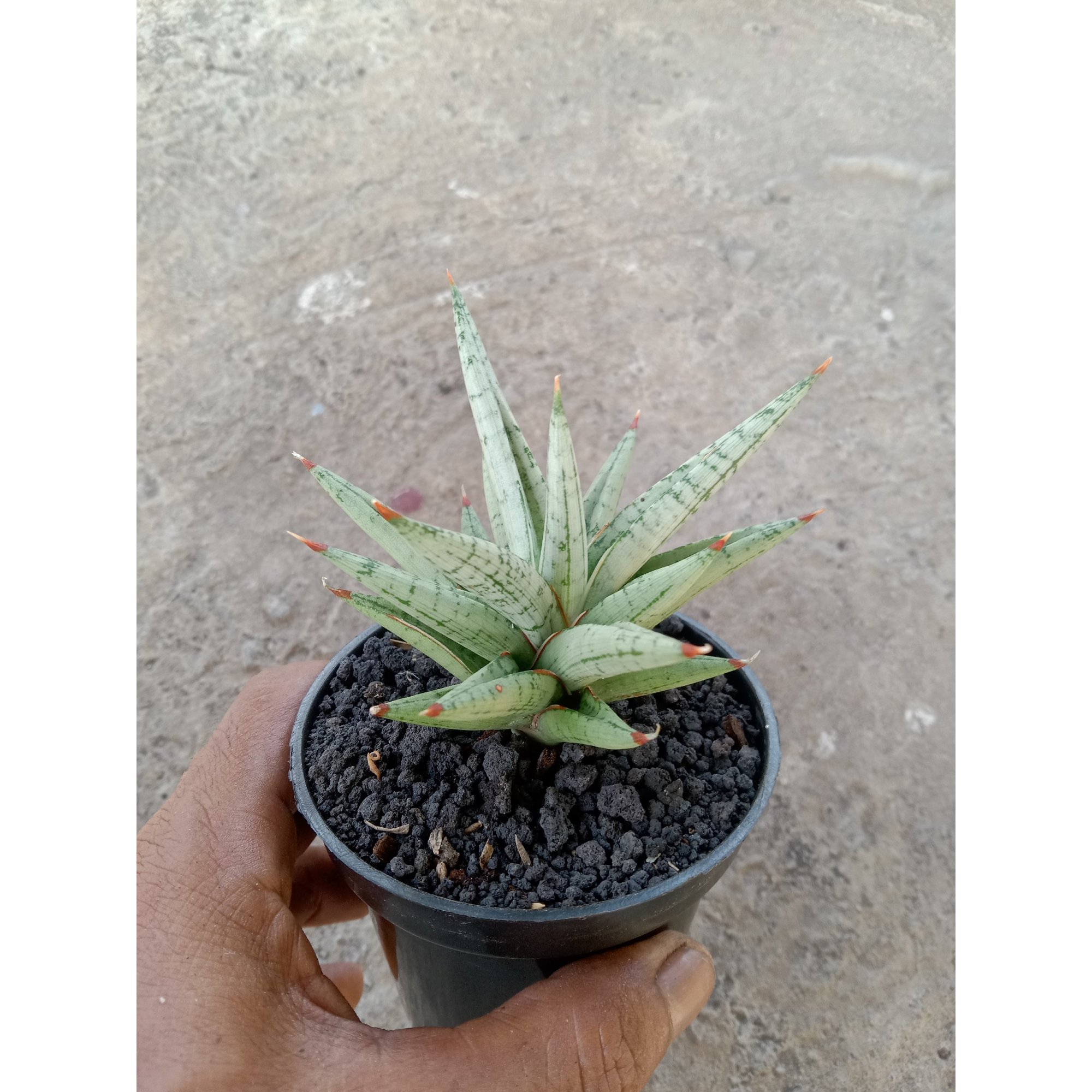 2253. Sansevieria Laila