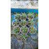 2138. Sansevieria Laila 10 Pcs
