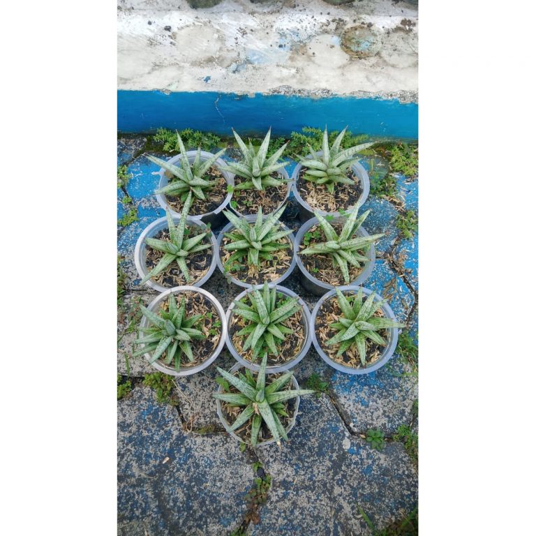 2138. Sansevieria Laila 10 Pcs