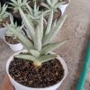 2253. Sansevieria Laila