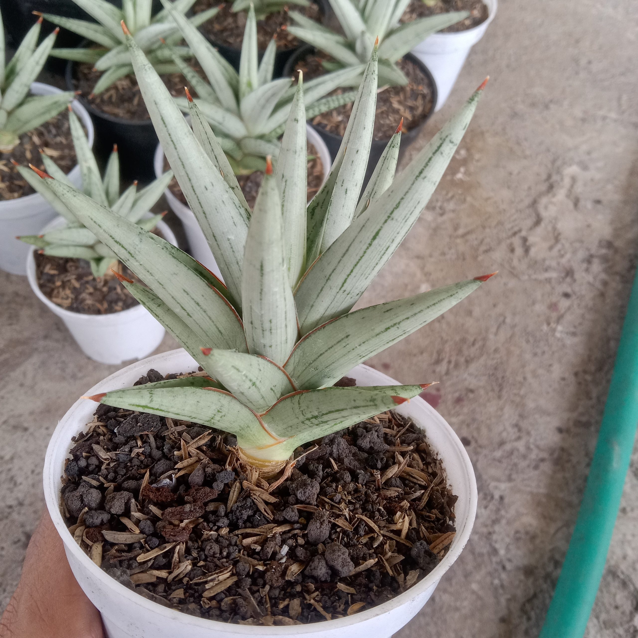 2253. Sansevieria Laila