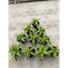 2020. Sansevieria Laili size 16 cm