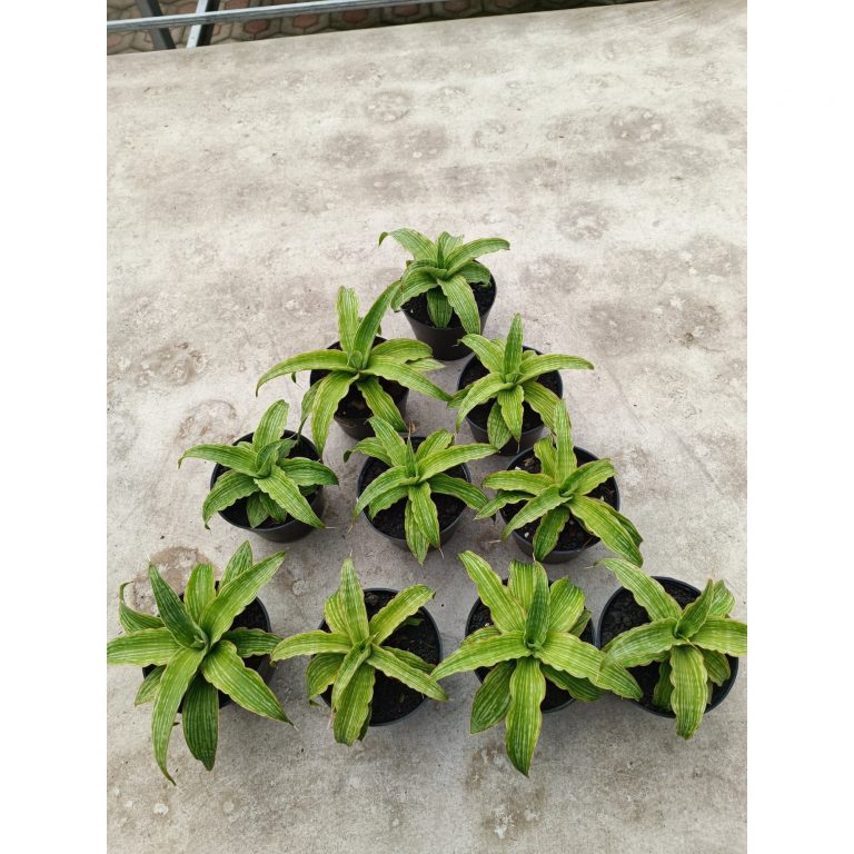 2020. Sansevieria Laili size 16 cm