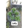 2143. Sansevieria Laily 5 Pcs