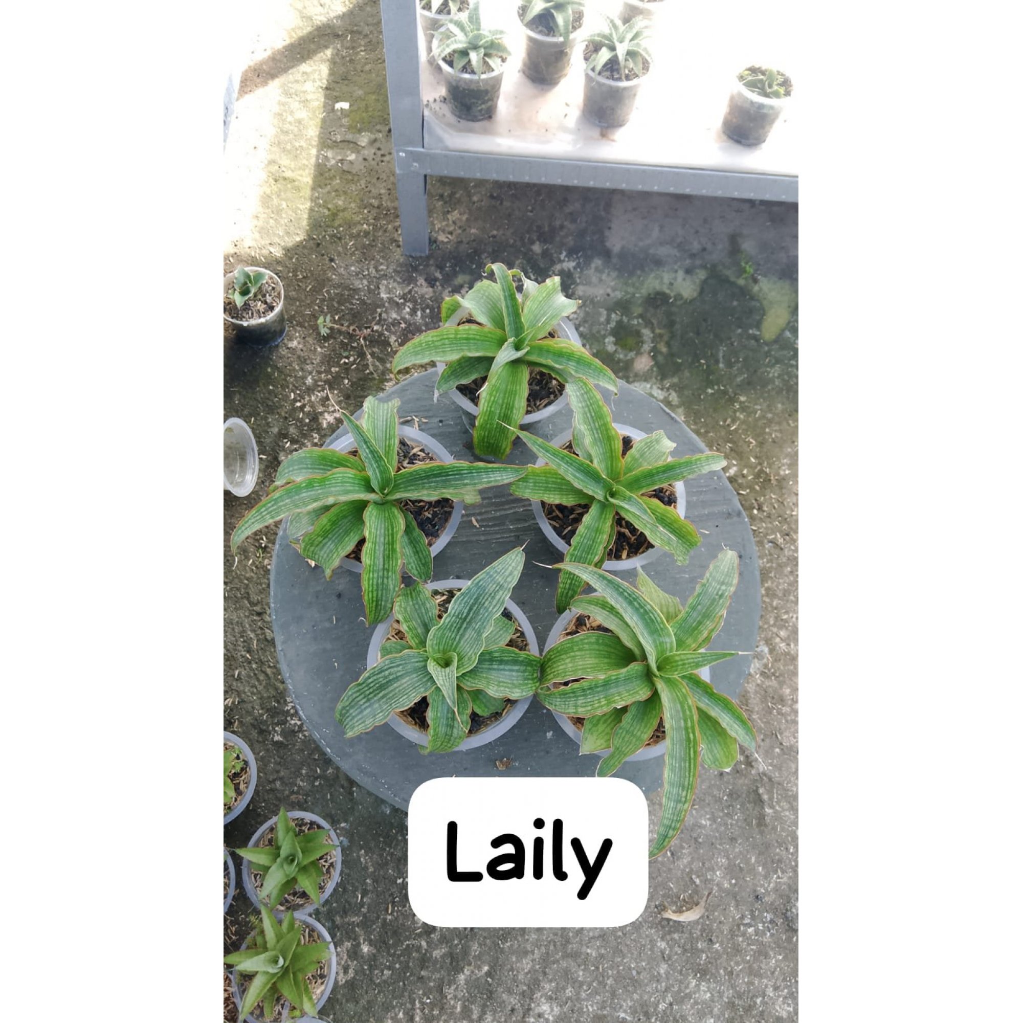 2143. Sansevieria Laily 5 Pcs