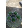 2157. Sansevieria Lambada 5 Pcs