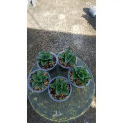 2157. Sansevieria Lambada 5 Pcs