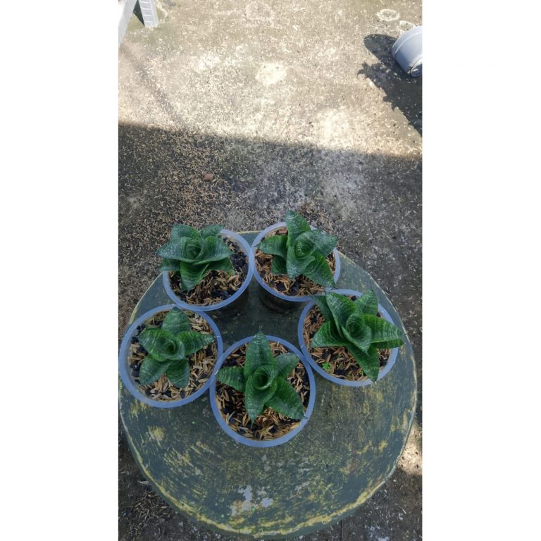 2157. Sansevieria Lambada 5 Pcs
