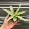 1639. Sansevieria Lanina