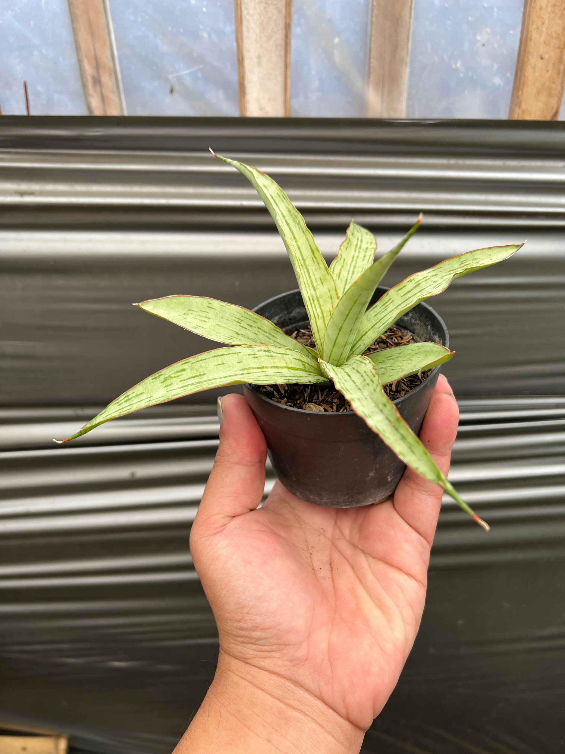 1639. Sansevieria Lanina - Image 2