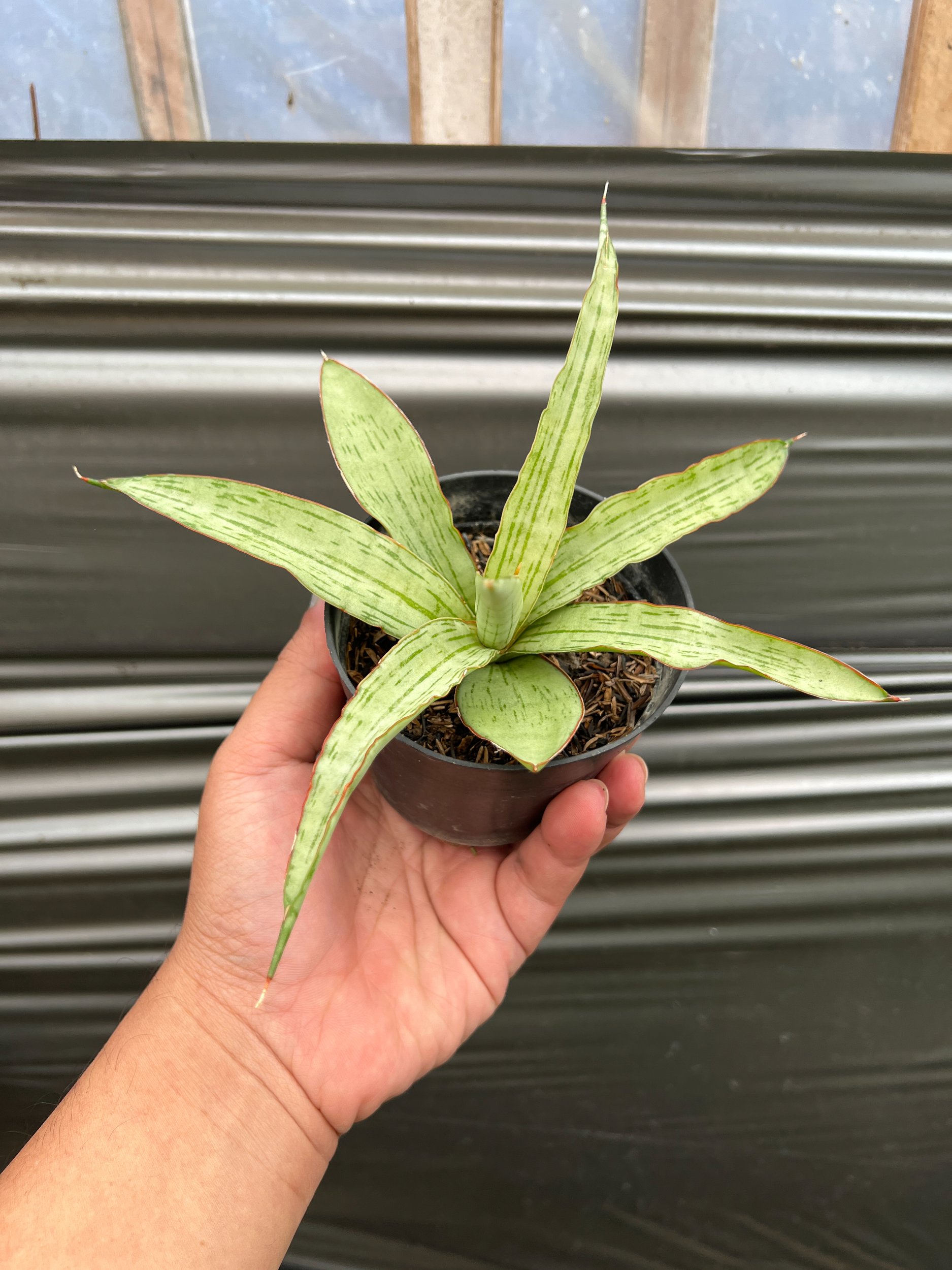 1639. Sansevieria Lanina - Image 3