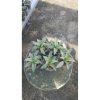 2164. Sansevieria Laneena 5 Pcs