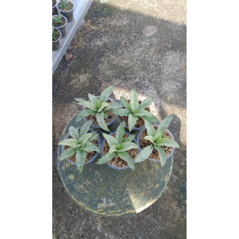 2164. Sansevieria Laneena 5 Pcs