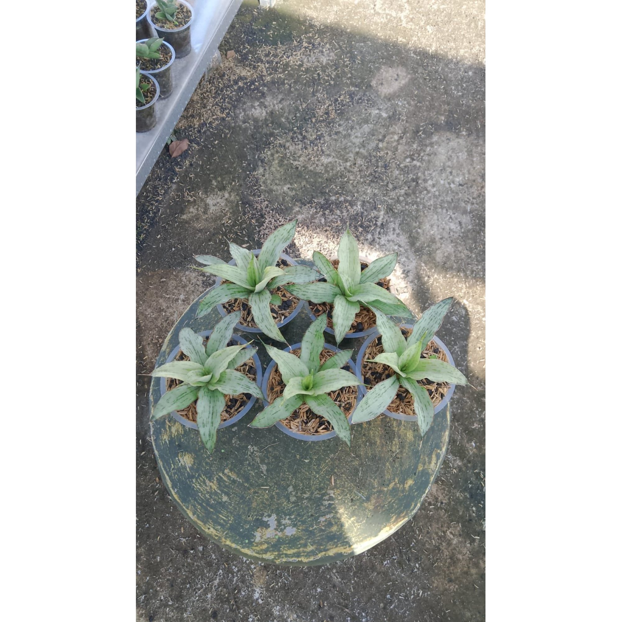 2164. Sansevieria Laneena 5 Pcs