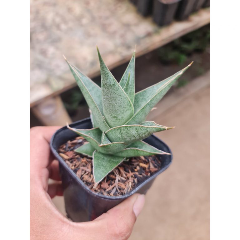 2290. Sansevieria Laukhawar