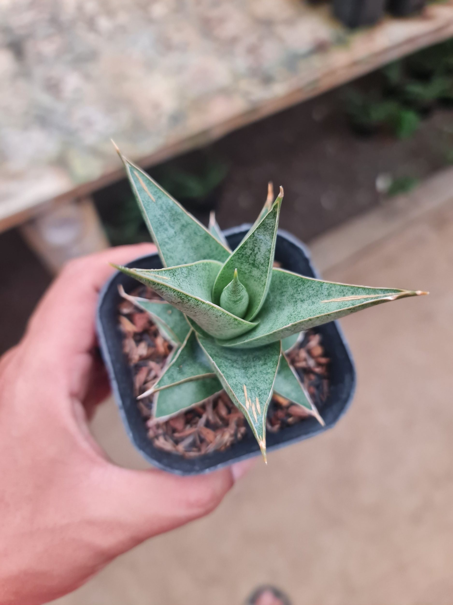 2290. Sansevieria Laukhawar - Image 2