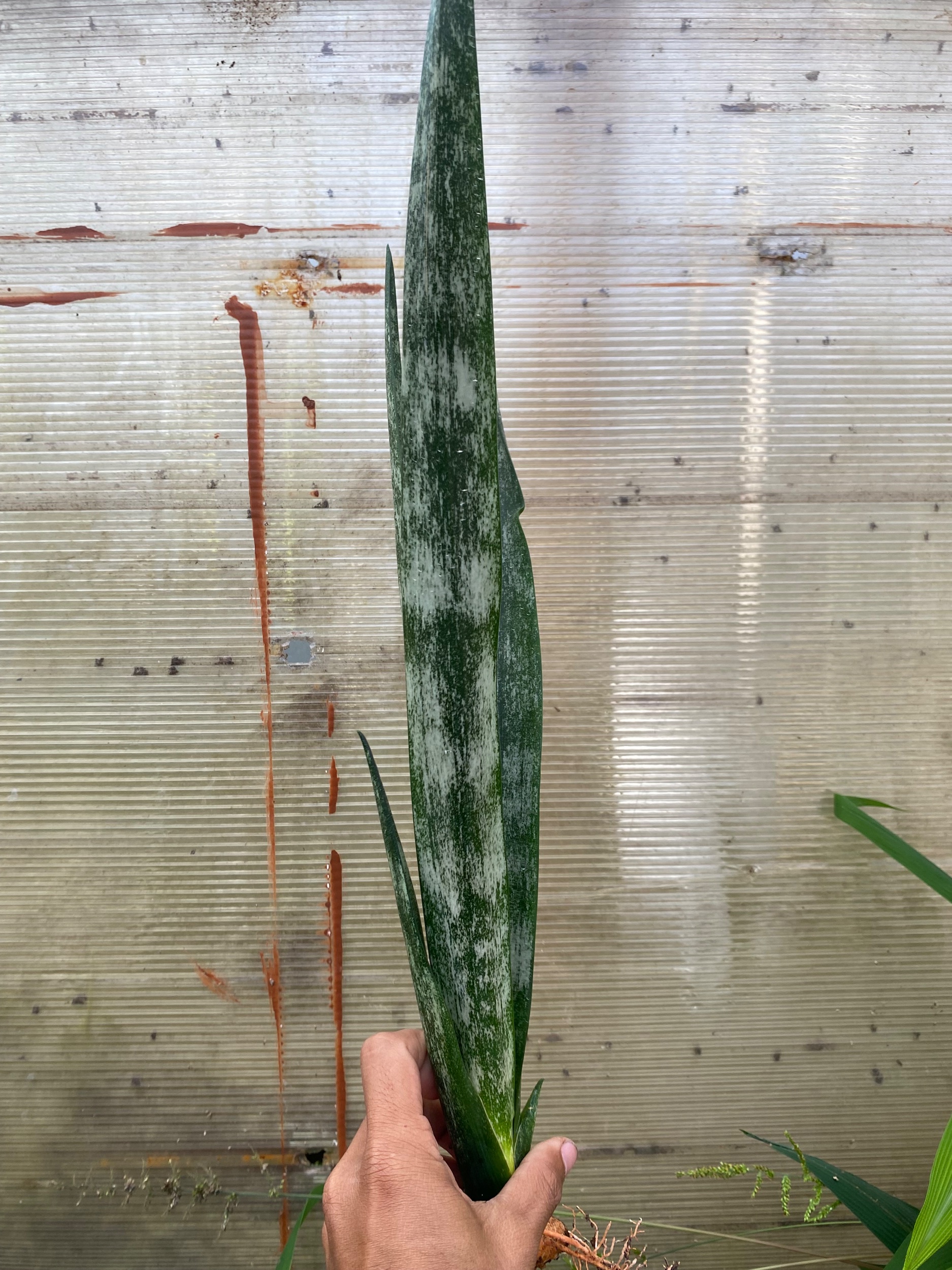 2298. Sansevieria Laurentii Frozen - Image 2