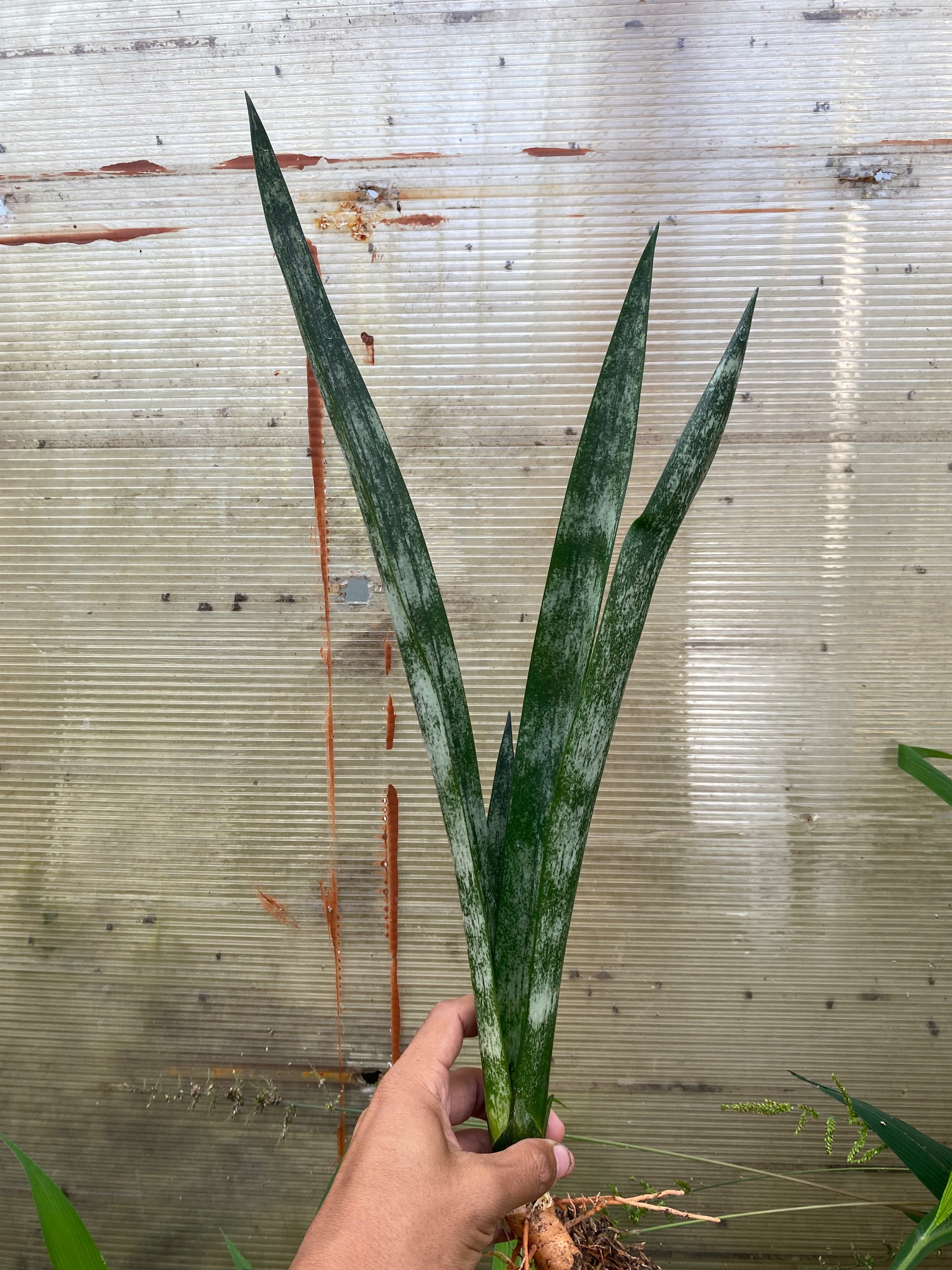 2298. Sansevieria Laurentii Frozen - Image 3
