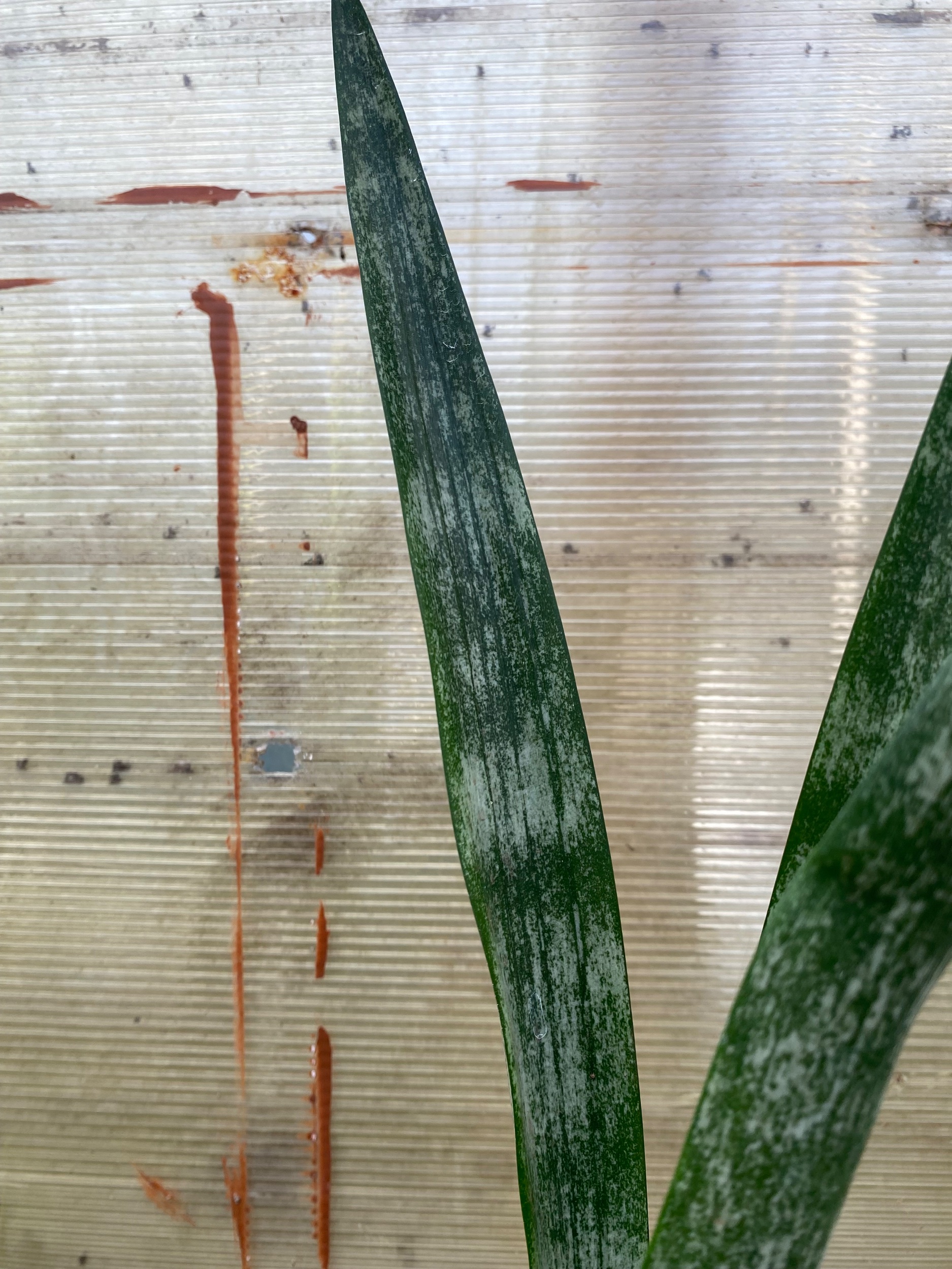 2298. Sansevieria Laurentii Frozen - Image 4