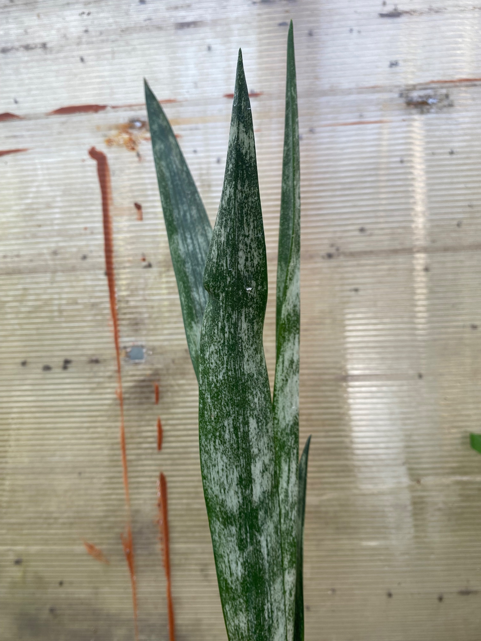 2298. Sansevieria Laurentii Frozen - Image 5