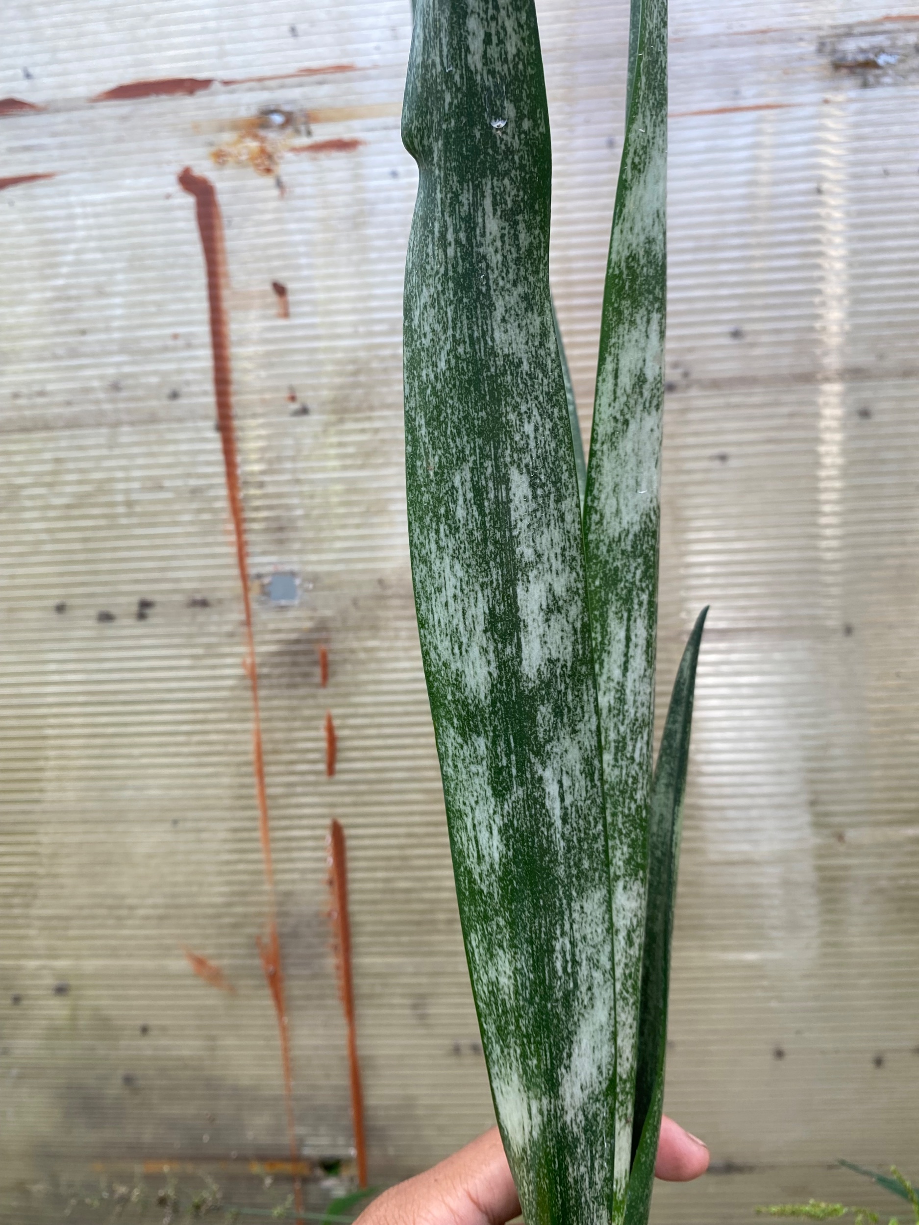 2298. Sansevieria Laurentii Frozen - Image 6