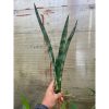 2298. Sansevieria Laurentii Frozen
