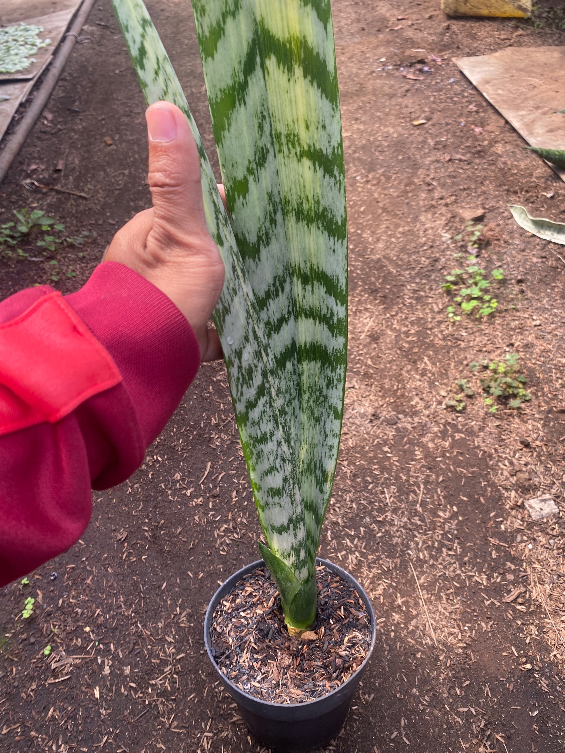 2199. Sansevieria Laurentii Mediopicta Cobra - Image 2