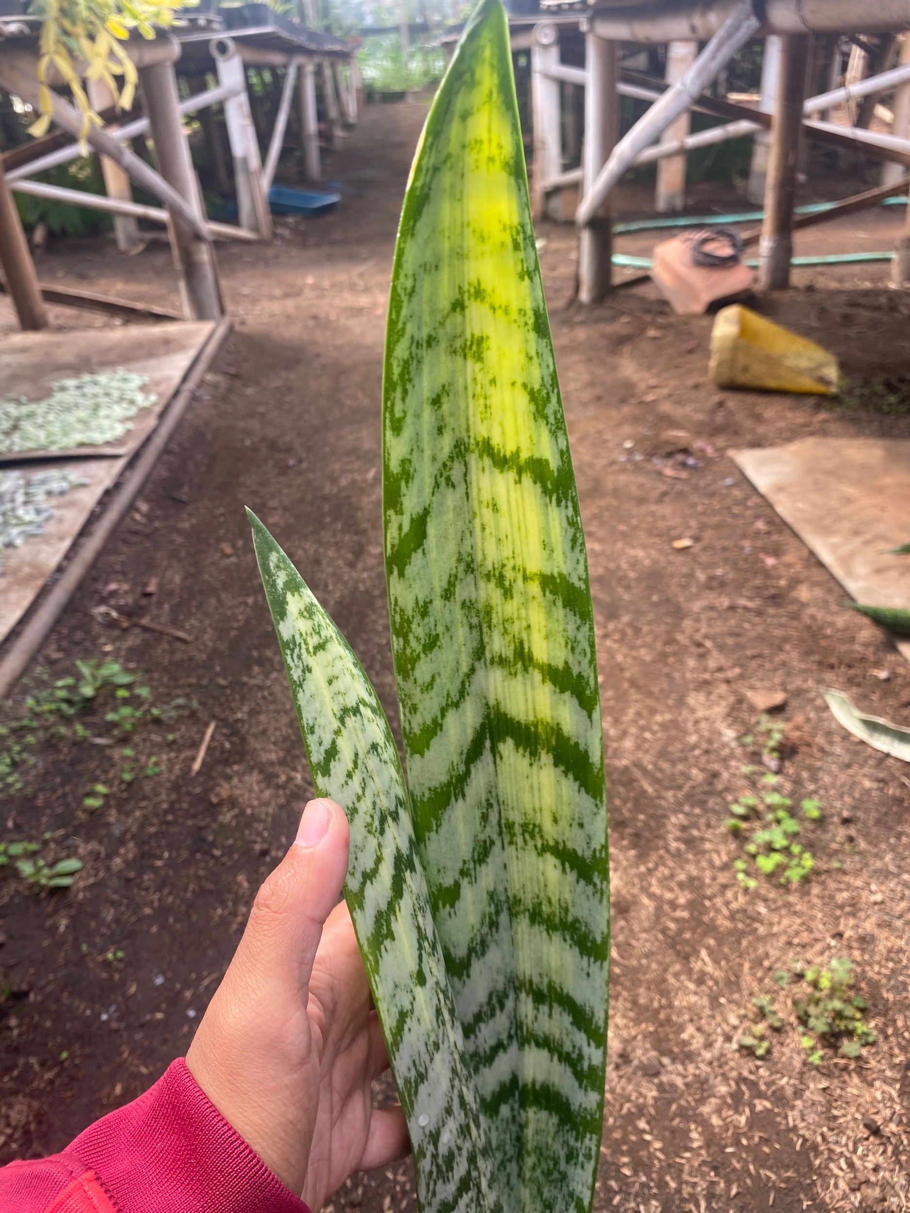 2199. Sansevieria Laurentii Mediopicta Cobra - Image 3