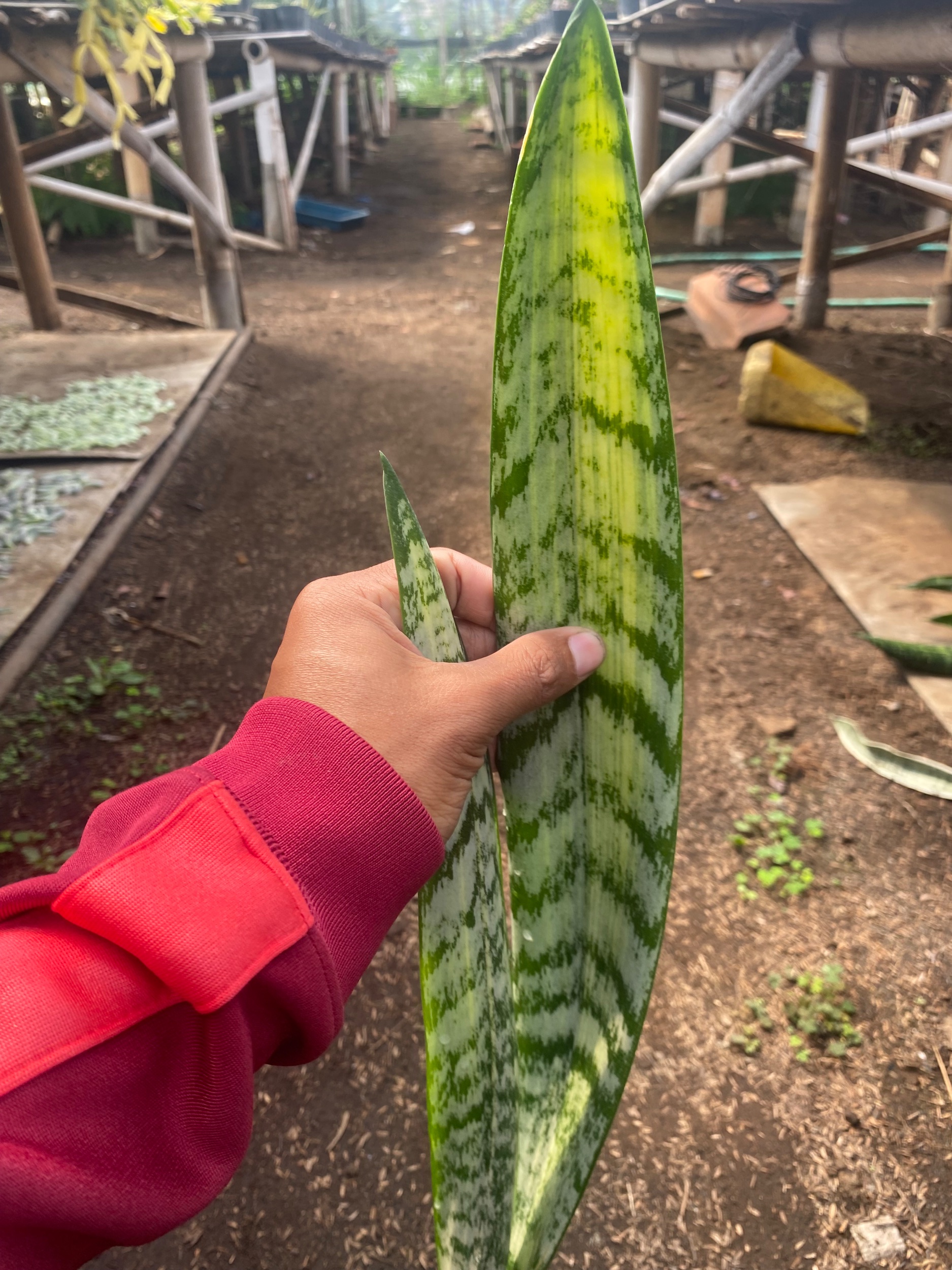 2199. Sansevieria Laurentii Mediopicta Cobra - Image 4