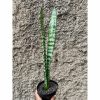 2199. Sansevieria Laurentii Mediopicta Cobra