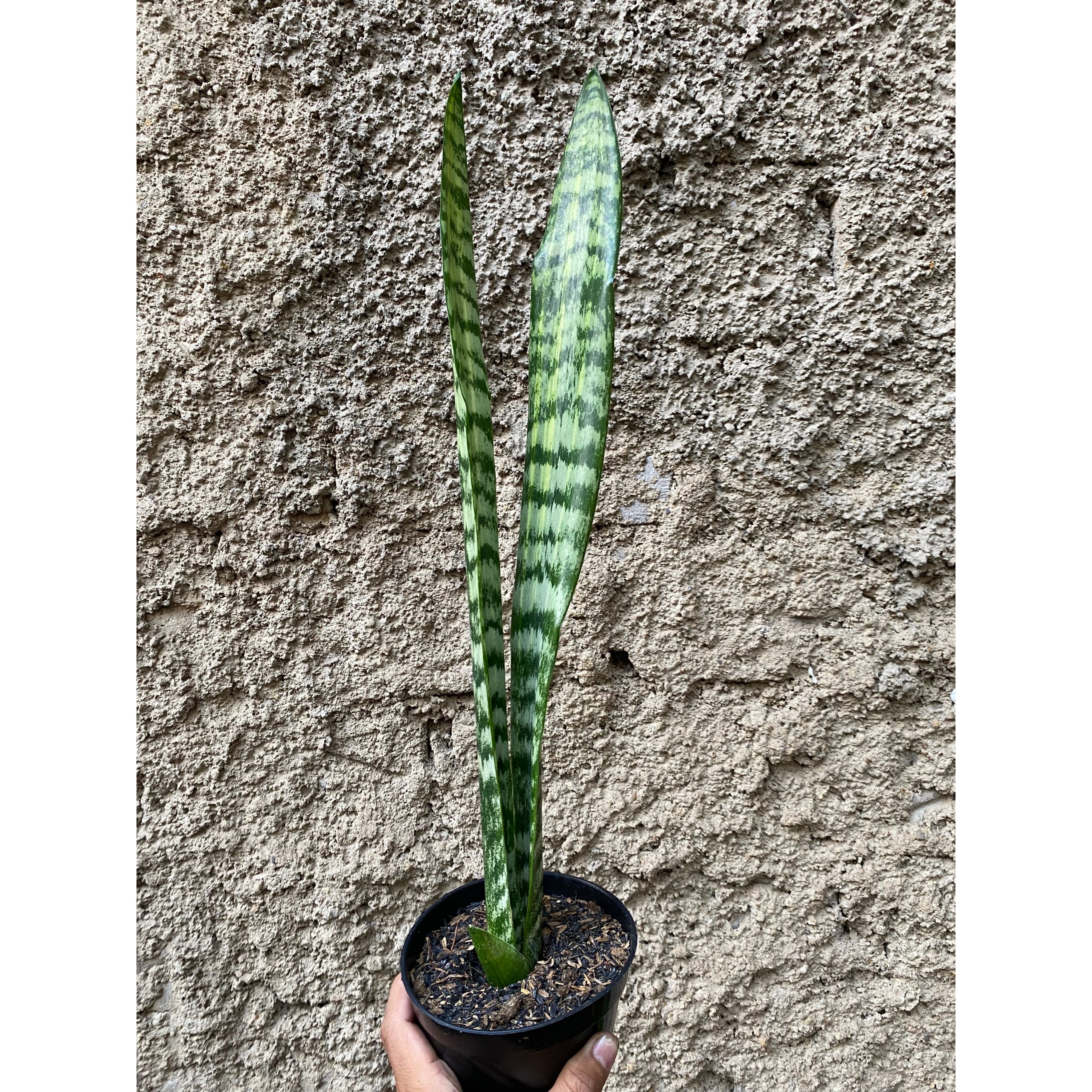 2199. Sansevieria Laurentii Mediopicta Cobra