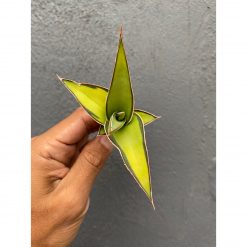 969. Sansevieria Lavranos Aurea Variegated
